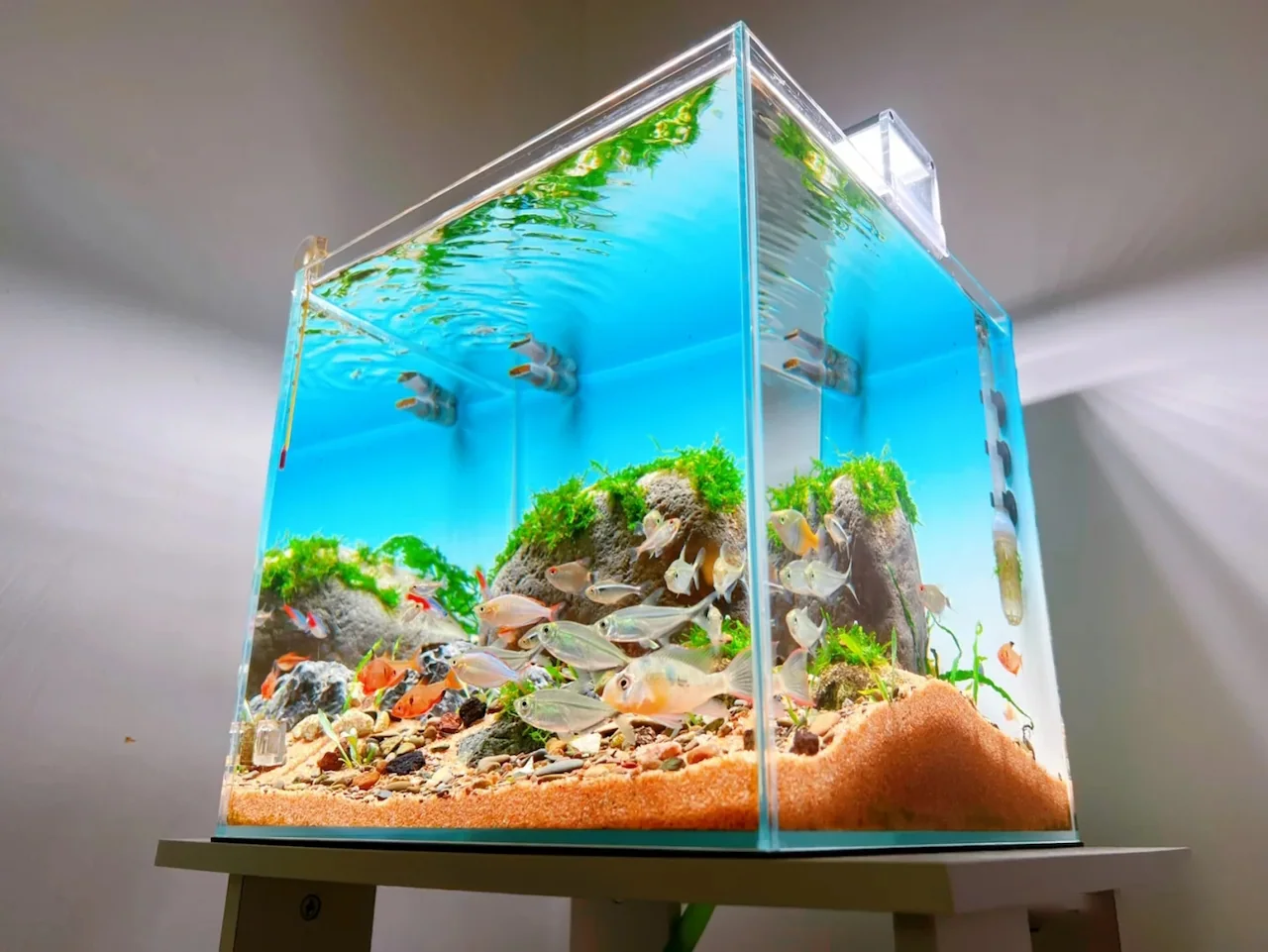家用水族箱背光应用案例