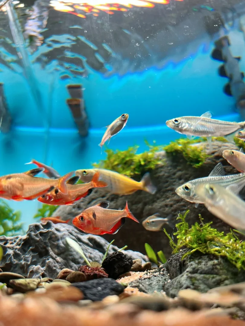 家用水族箱背光应用案例