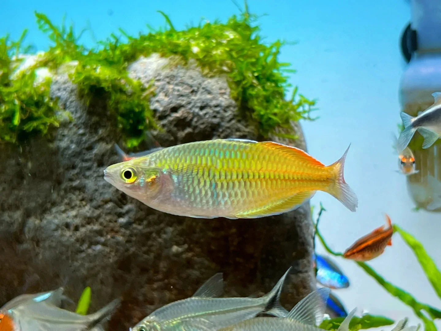家用水族箱背光应用案例